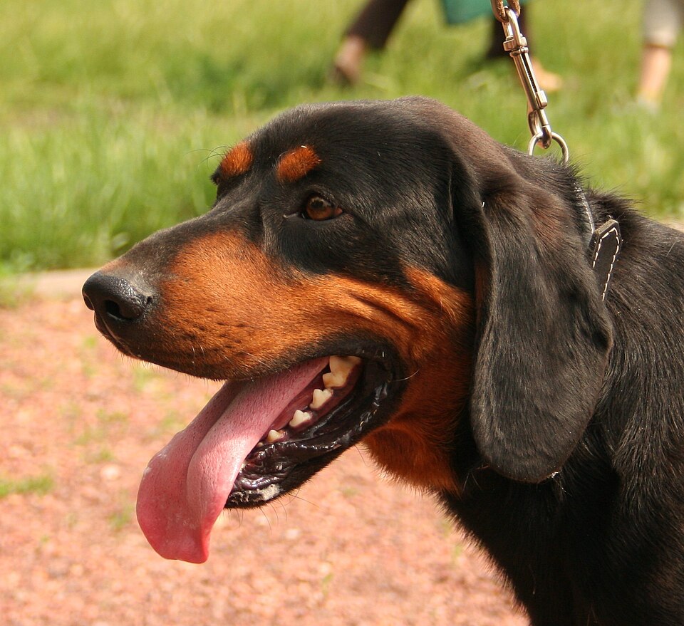 Chien courant slovaque — photo de la race de chien originaire de Slovaquie (4)