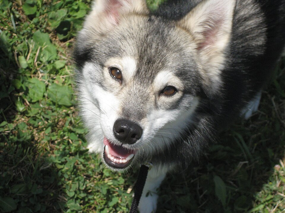 Alaskan Klee Kai — photo de la race de chien originaire de États-Unis (4)