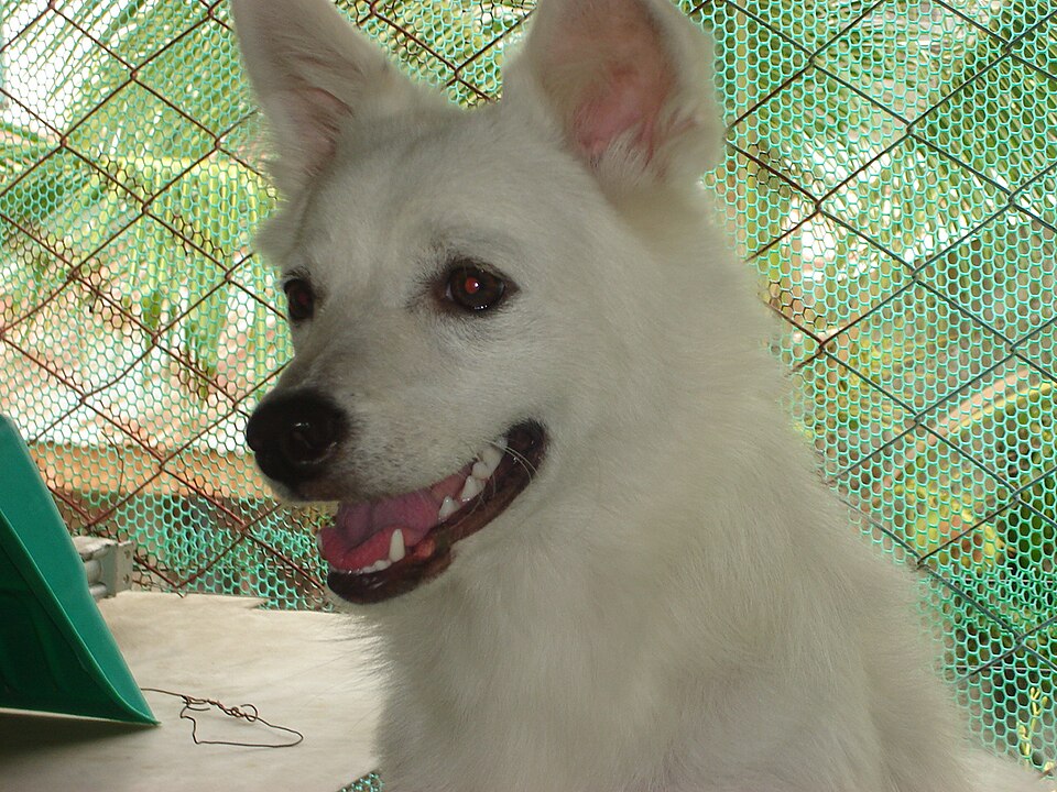 Spitz japonais — photo de la race de chien originaire de Japon (6)