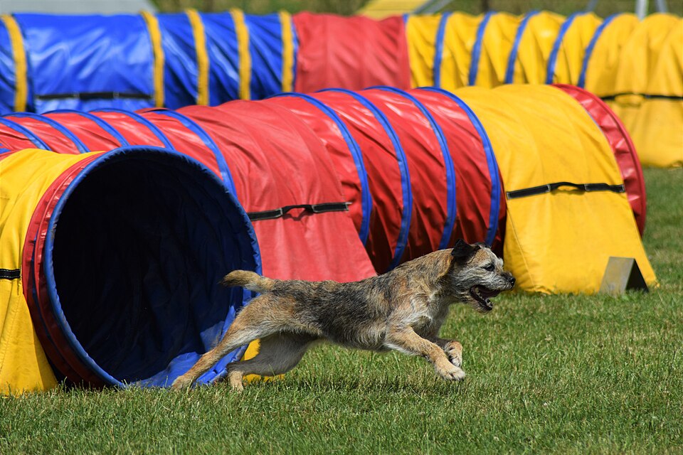 Border terrier — photo de la race de chien originaire de Royaume-Uni (5)