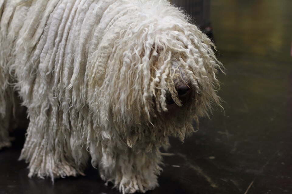 Komondor — photo de la race de chien originaire de Hongrie (3)