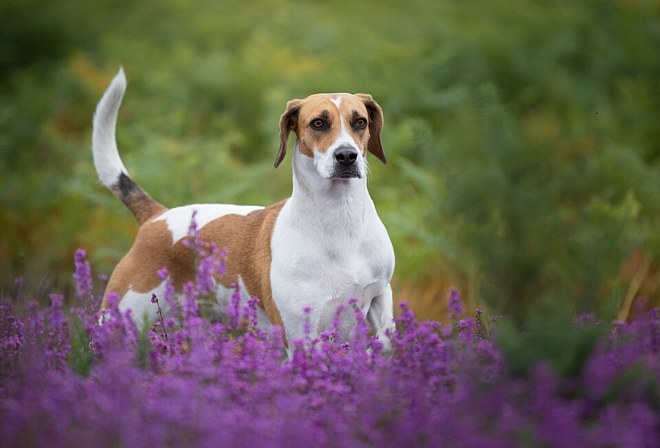 Harrier — photo de la race de chien originaire de Royaume-Uni (1)