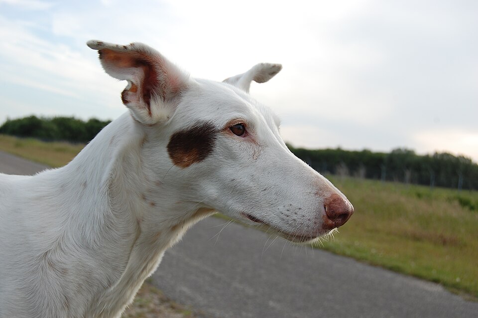 Podenco ibicenco — photo de la race de chien originaire de Ibiza (2)