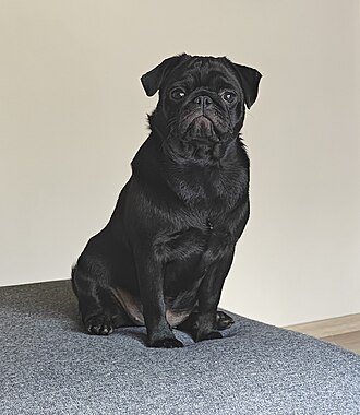 Carlin ou Pug