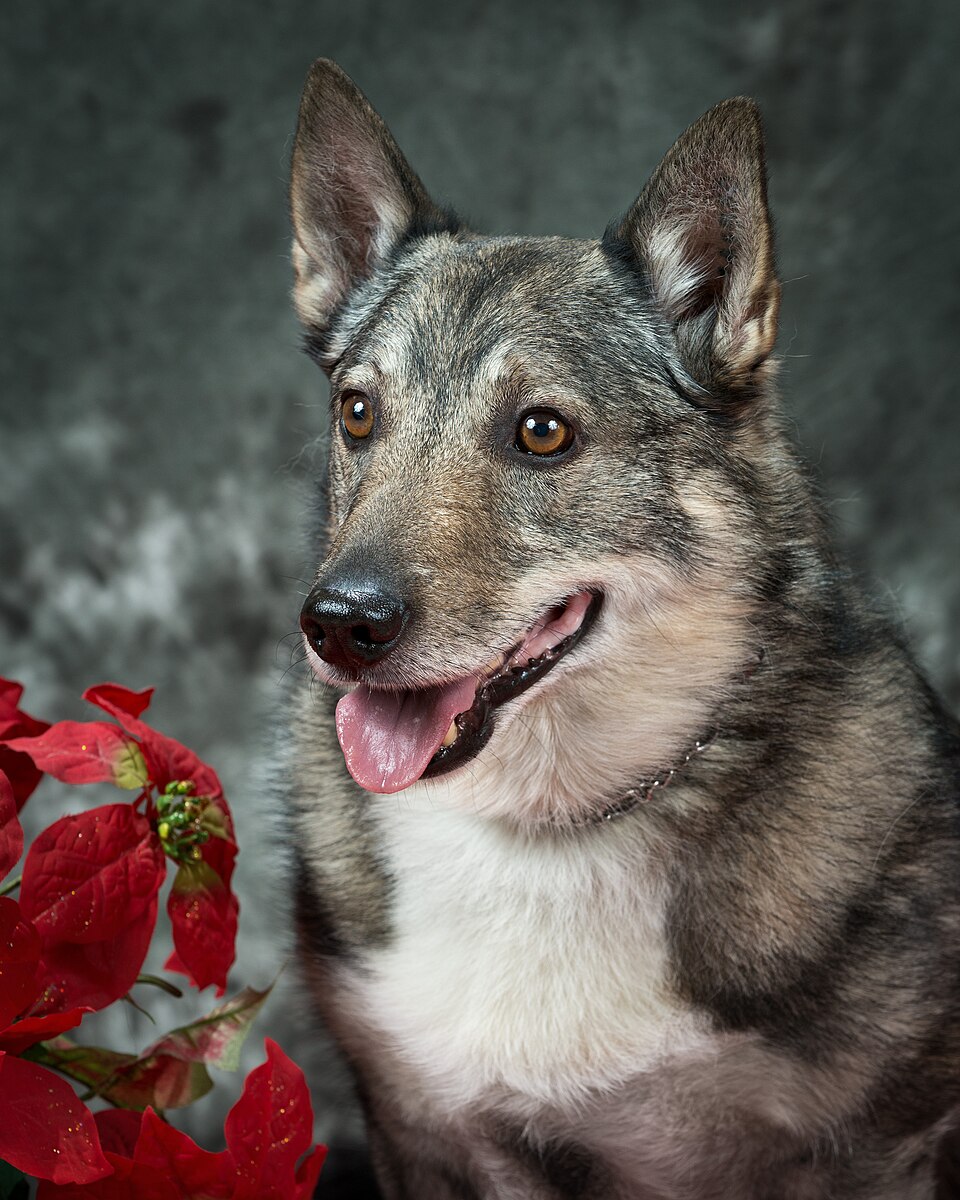 Spitz des Wisigoths — photo de la race de chien originaire de Suède (6)