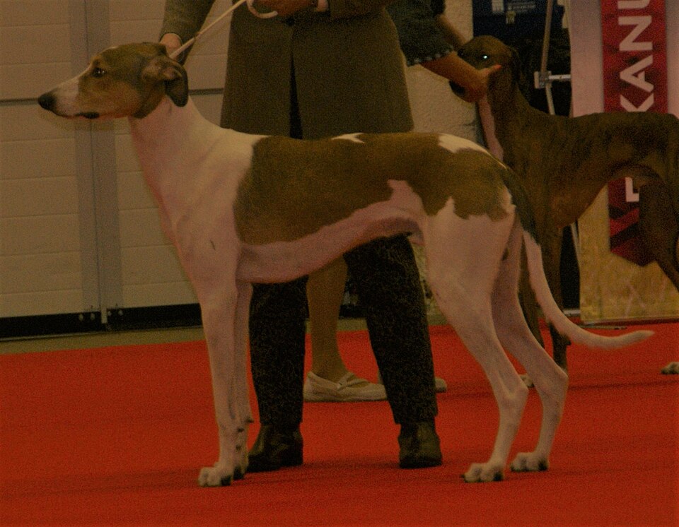 Lévrier hongrois — photo de la race de chien originaire de Hongrie (1)