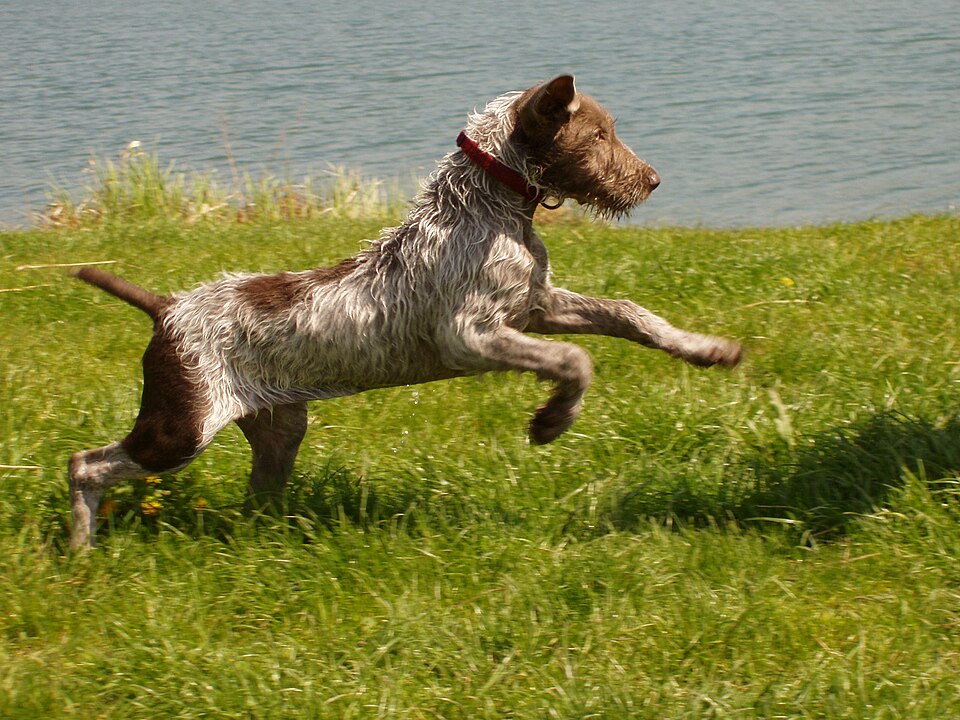Braque slovaque à poil dur — photo de la race de chien originaire de Slovaquie (1)