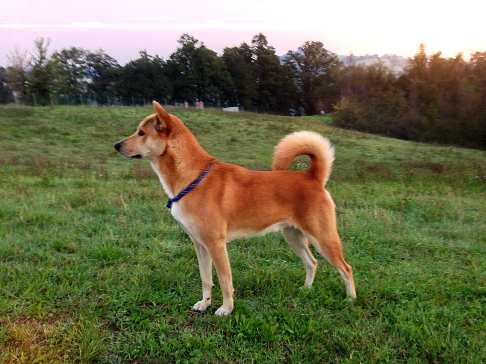 Chien de Canaan — photo de la race de chien originaire de Palestine (2)