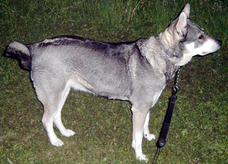 Chien d’élan suédois