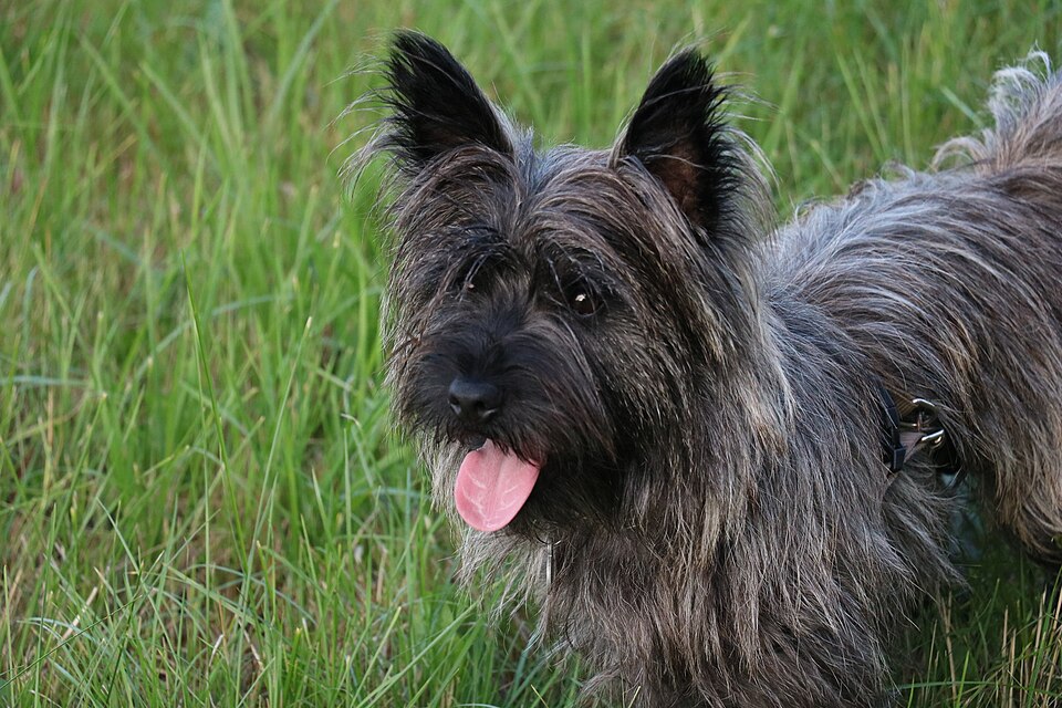 Cairn terrier — photo de la race de chien originaire de Écosse (2)