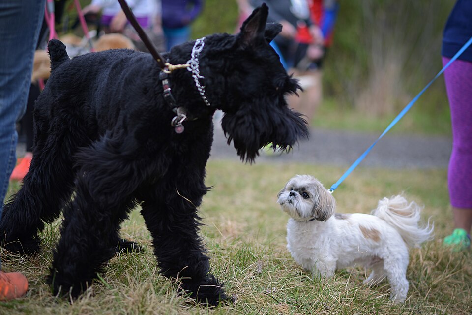 Schnauzer géant — photo de la race de chien originaire de Allemagne (2)