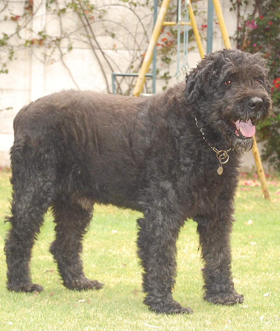 Bouvier des Flandres — photo de la race de chien originaire de Belgique (6)