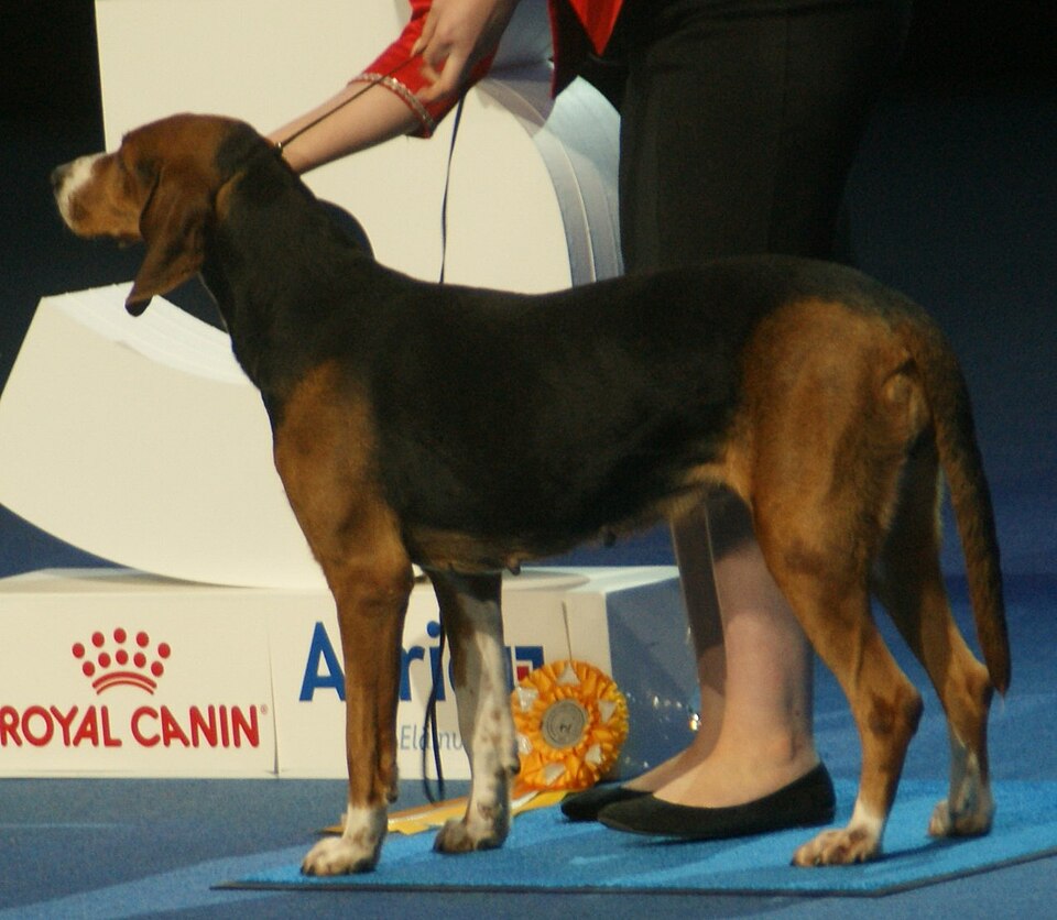 Chien courant finlandais — photo de la race de chien originaire de Finlande (4)
