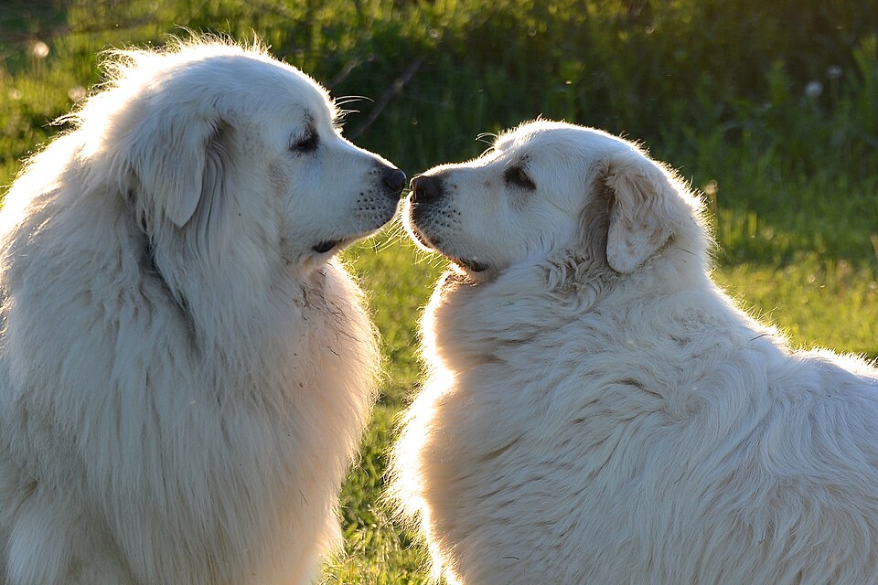 Kuvasz — photo de la race de chien originaire de Hongrie (1)