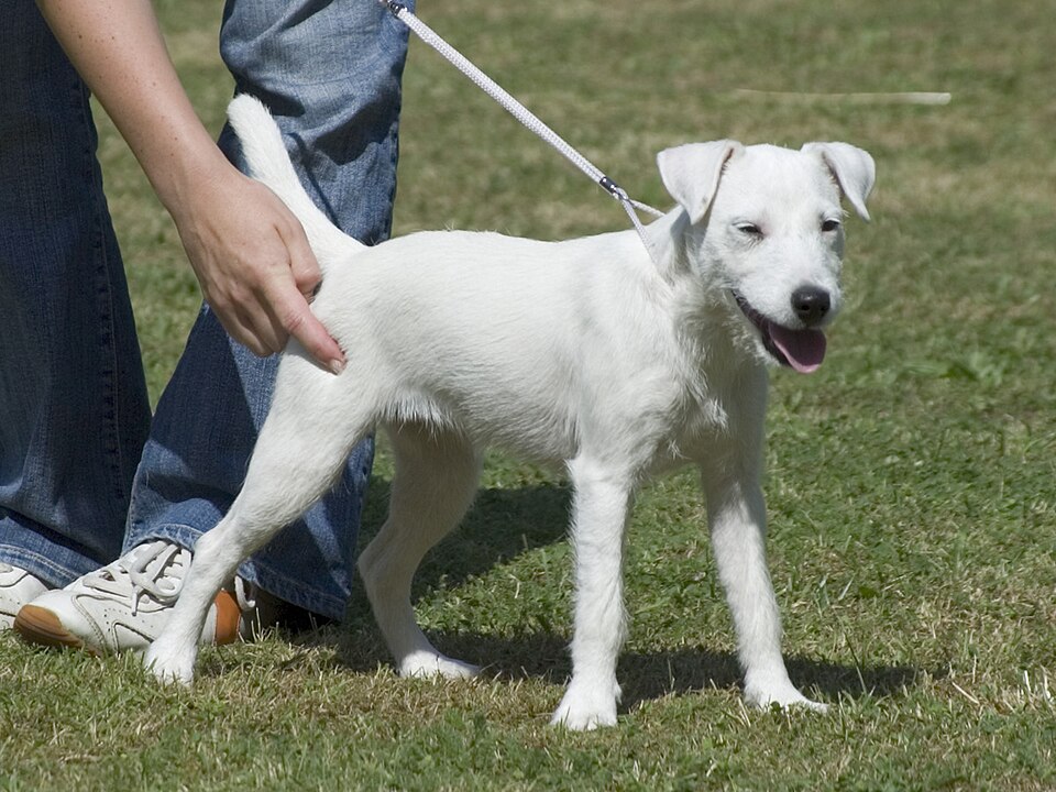 Parson Russell Terrier — photo de la race de chien originaire de Royaume-Uni (6)