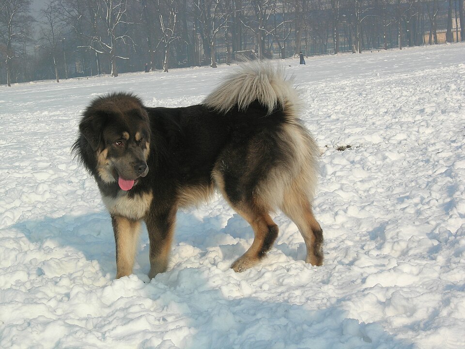 Dogue du Tibet — photo de la race de chien originaire de République populaire de Chine (1)