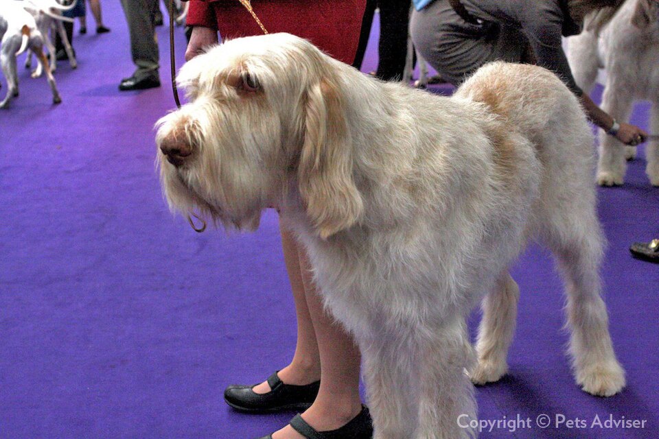 Spinone — photo de la race de chien originaire de Italie (5)