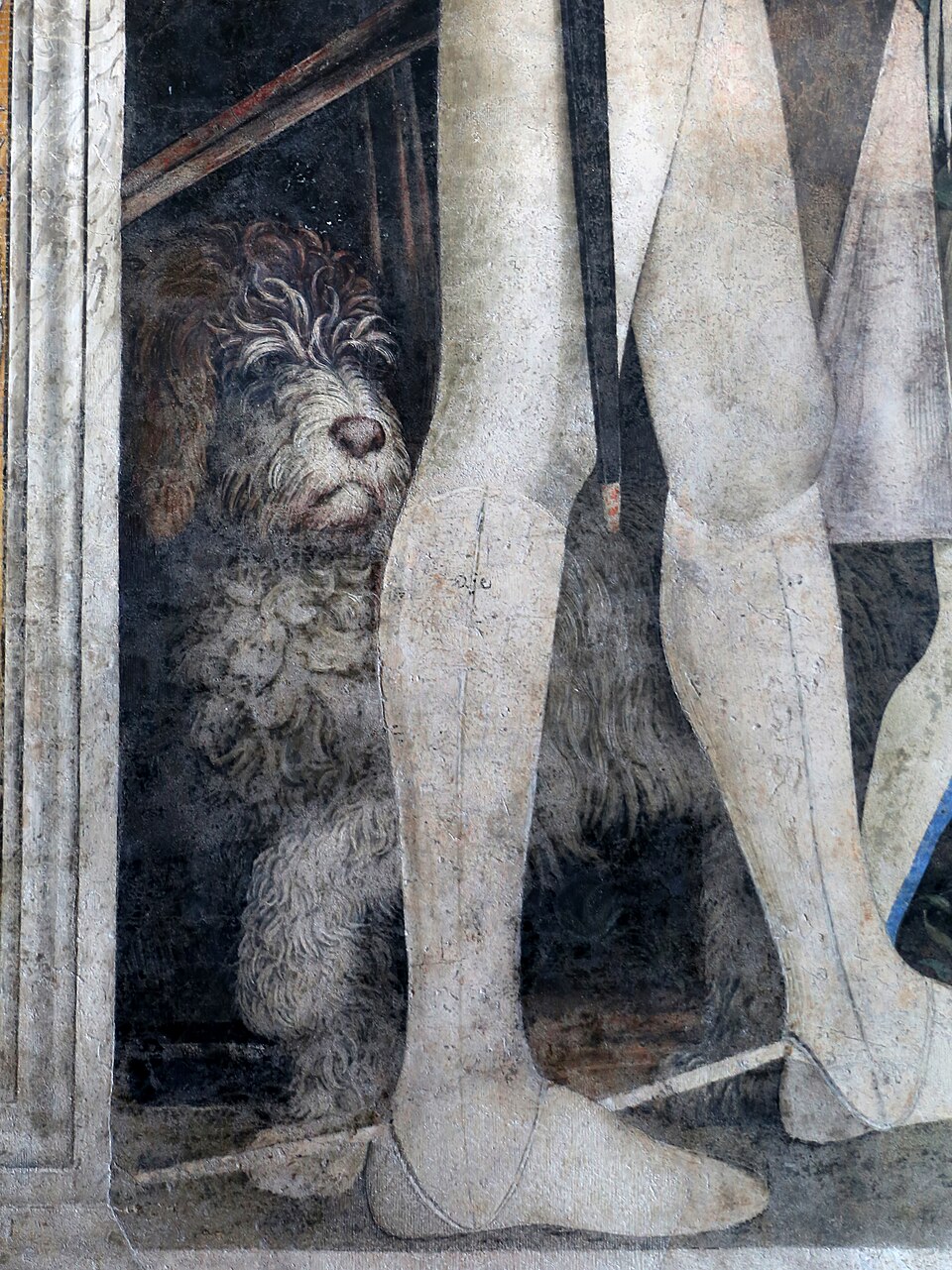 Chien d’eau portugais — photo de la race de chien originaire de Italie (5)