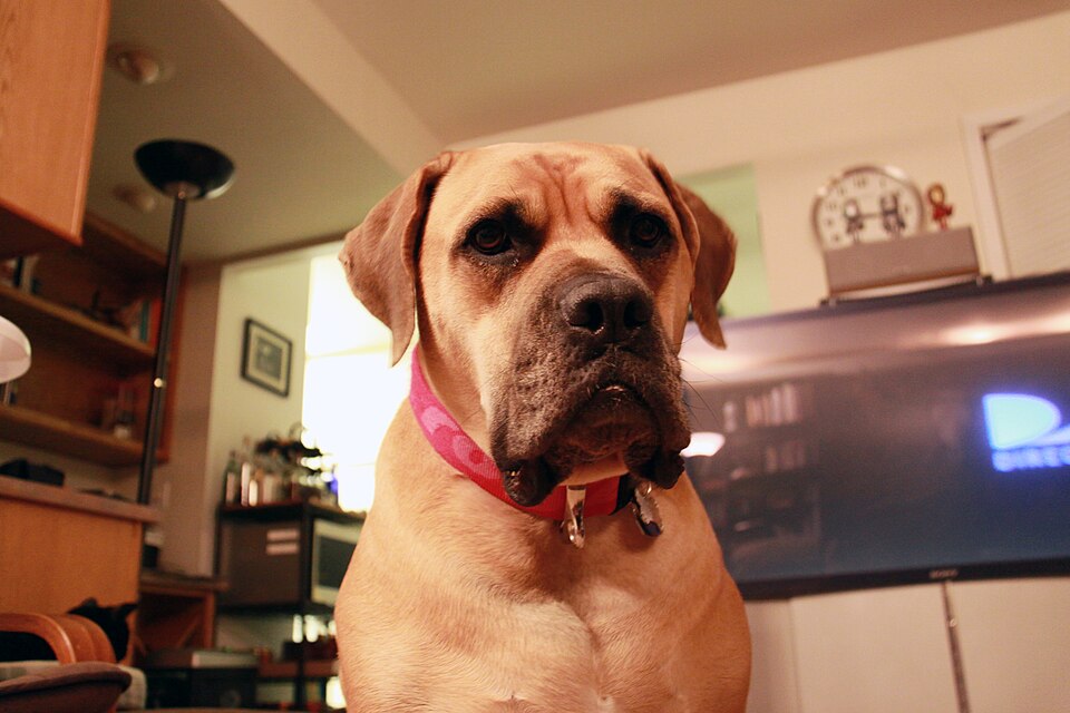 Boerbull — photo de la race de chien originaire de Afrique du Sud (3)