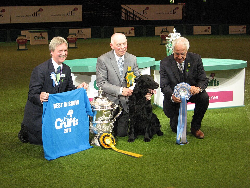 Flat-Coated Retriever — photo de la race de chien originaire de Royaume-Uni (5)