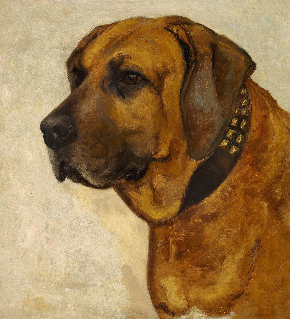 Broholmer — photo de la race de chien originaire de Danemark (6)