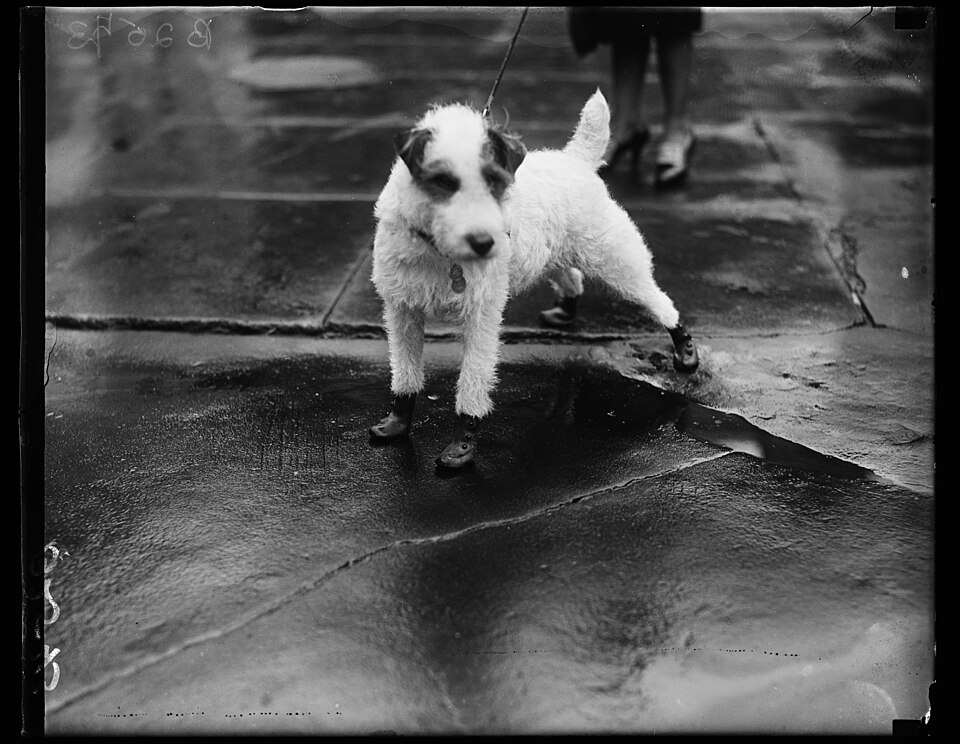 Lakeland Terrier — photo de la race de chien originaire de Angleterre Angleterre (1)