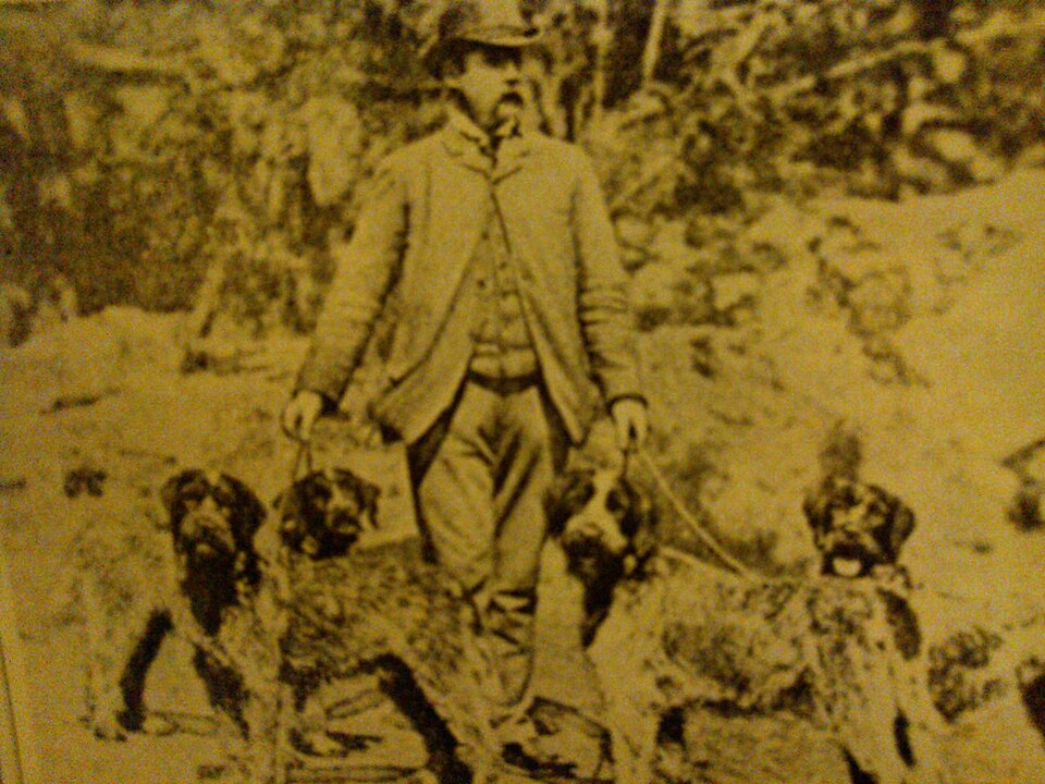 Griffon Korthals — photo de la race de chien originaire de France (3)