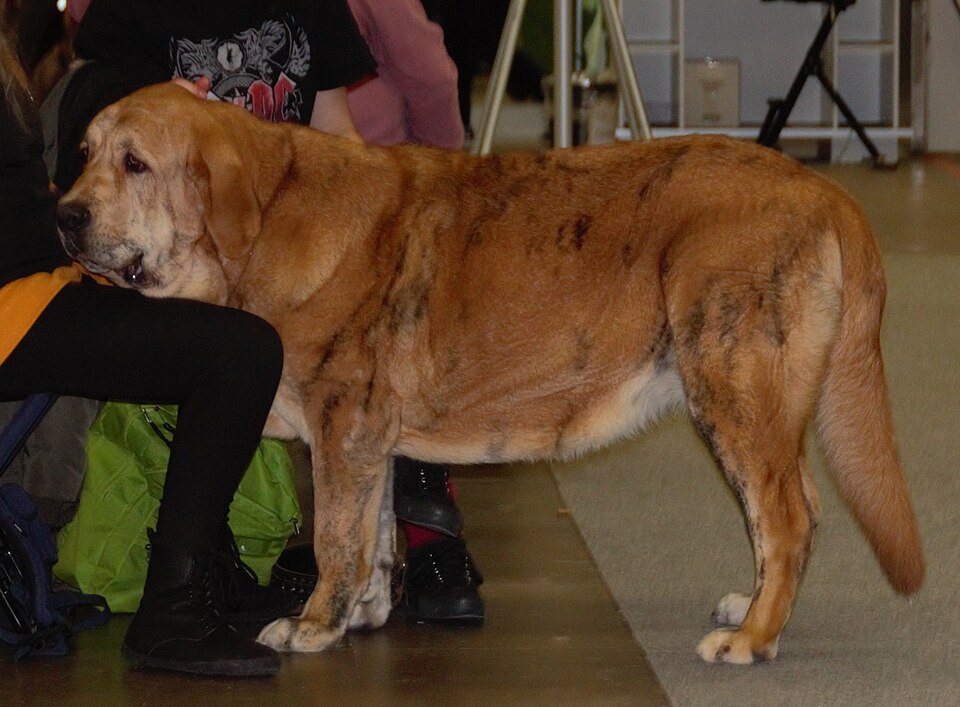 Mâtin espagnol — photo de la race de chien originaire de Espagne (6)