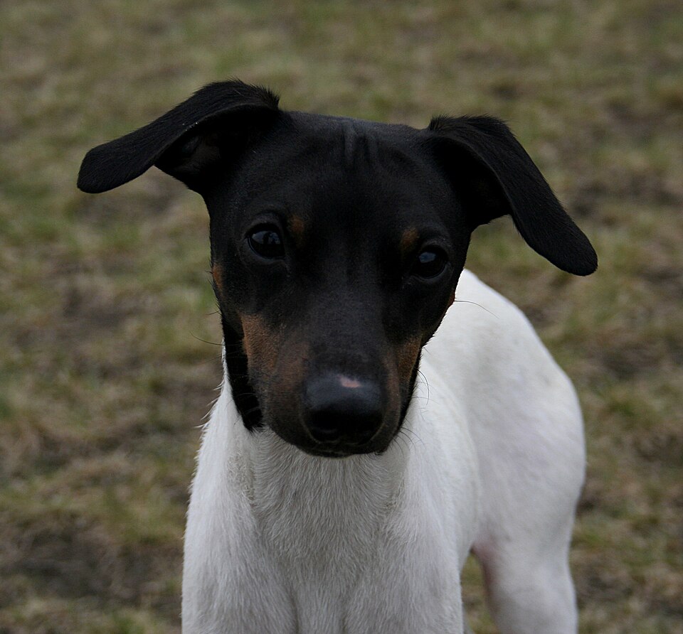 Terrier japonais — photo de la race de chien originaire de Japon (5)