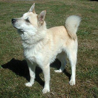 Buhund norvégien