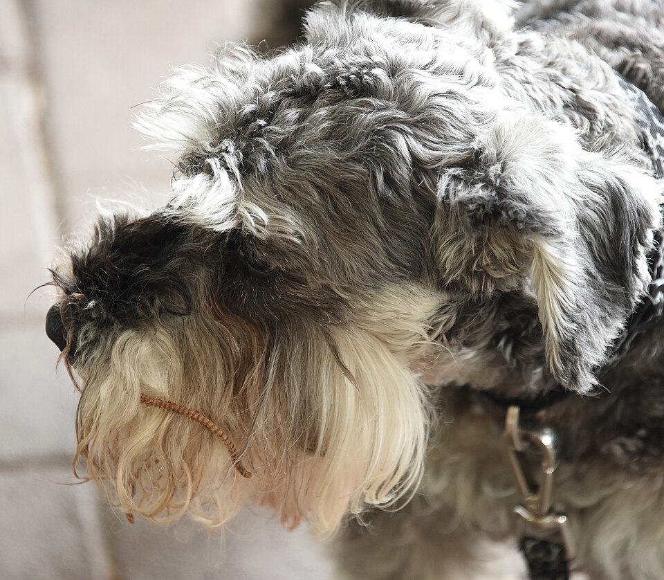 Schnauzer nain — photo de la race de chien originaire de Allemagne (2)