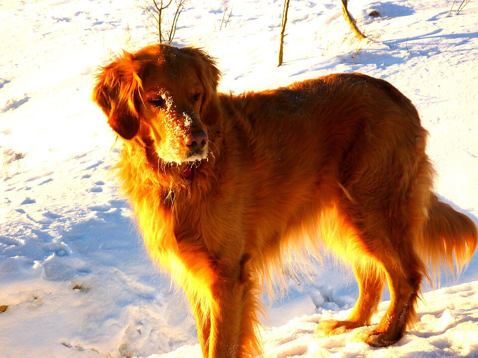 Golden Retriever — photo de la race de chien originaire de Royaume-Uni (1)