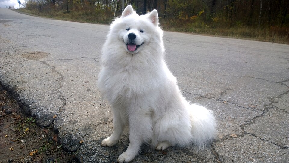 Samoyède — photo de la race de chien originaire de Russie (3)