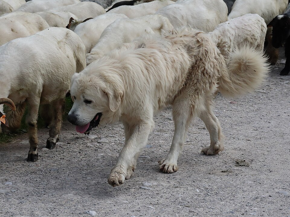 Berger polonais de Podhale — photo de la race de chien originaire de Pologne (3)