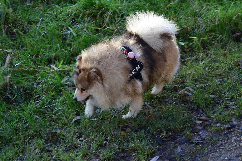 Pomsky — photo de la race de chien (5)