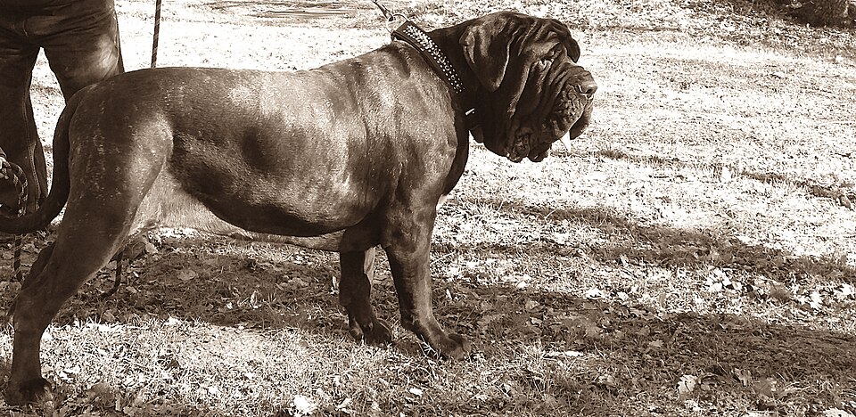 Mâtin de Naples — photo de la race de chien originaire de Rome antique (3)