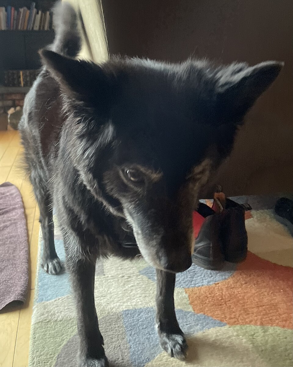 Billy — photo de la race de chien originaire de France (1)