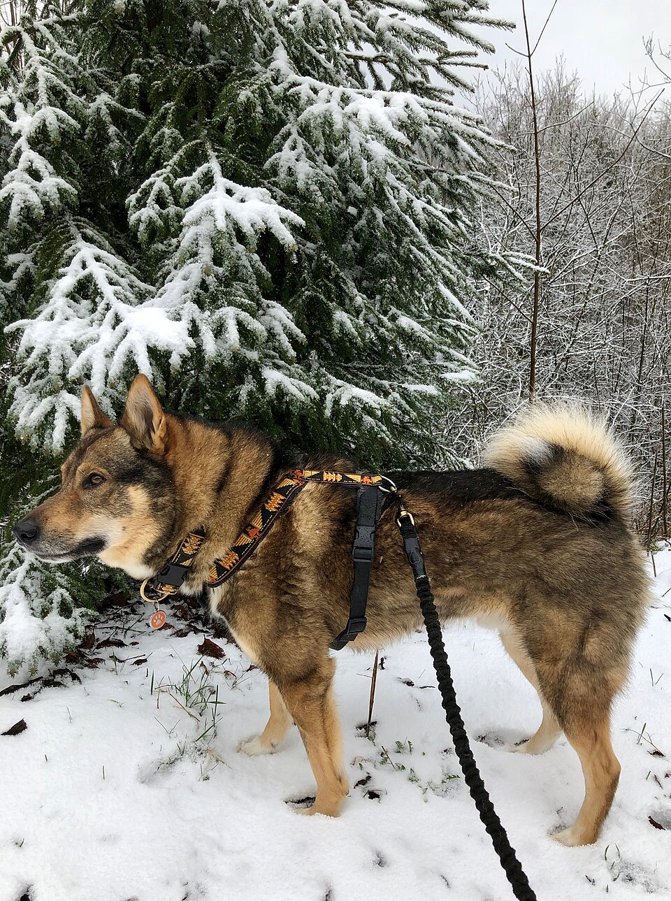 Laïka de Sibérie occidentale — photo de la race de chien originaire de Russie (4)