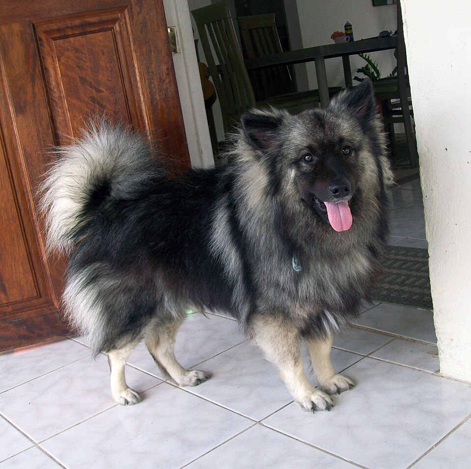 Spitz-loup — photo de la race de chien originaire de Pays-Bas (4)