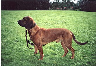 Chien rouge de Hanovre