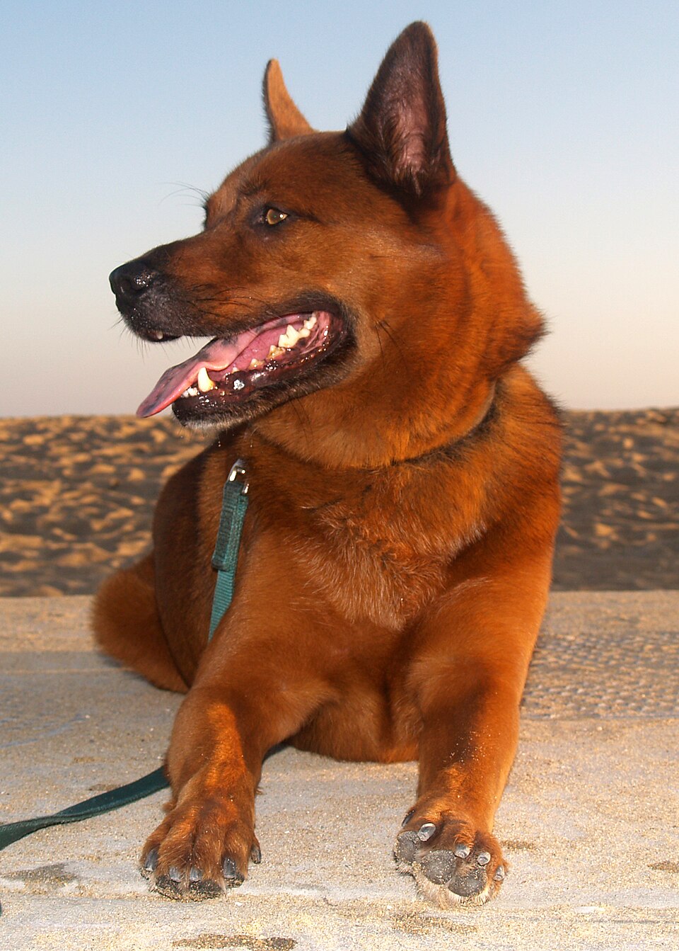Kai — photo de la race de chien originaire de Japon (5)
