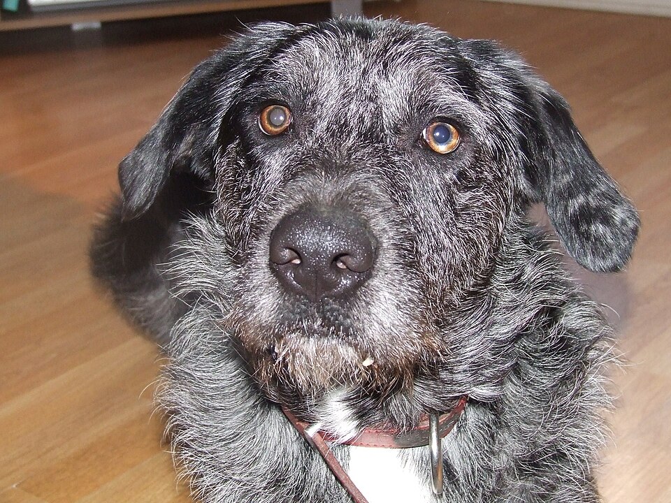 Otterhound — photo de la race de chien originaire de Royaume-Uni (2)