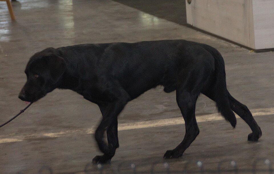 Chien de berger de Majorque — photo de la race de chien originaire de Majorque (5)