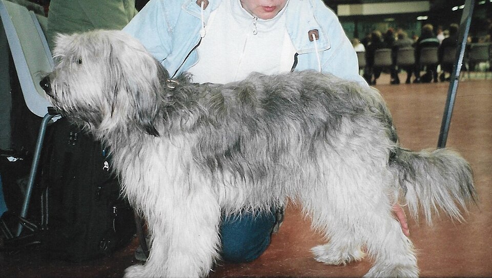 Berger catalan — photo de la race de chien originaire de Catalogne (5)