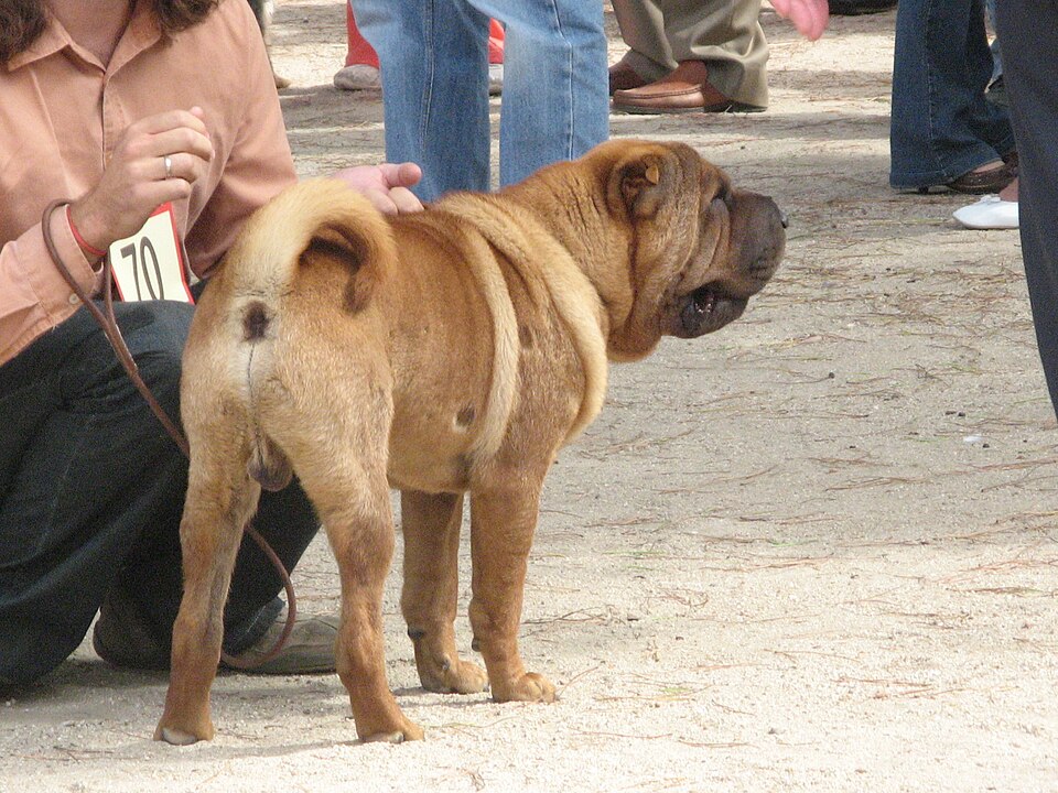 Shar Pei — photo de la race de chien originaire de République populaire de Chine (1)
