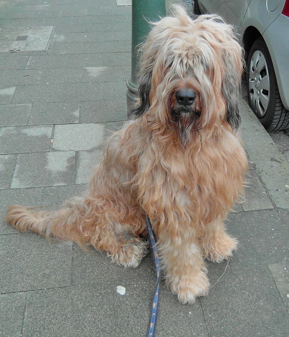 Berger de Brie — photo de la race de chien originaire de France (3)