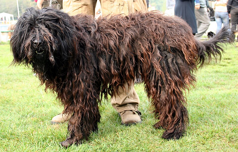 Berger de Bergame — photo de la race de chien originaire de Italie (2)