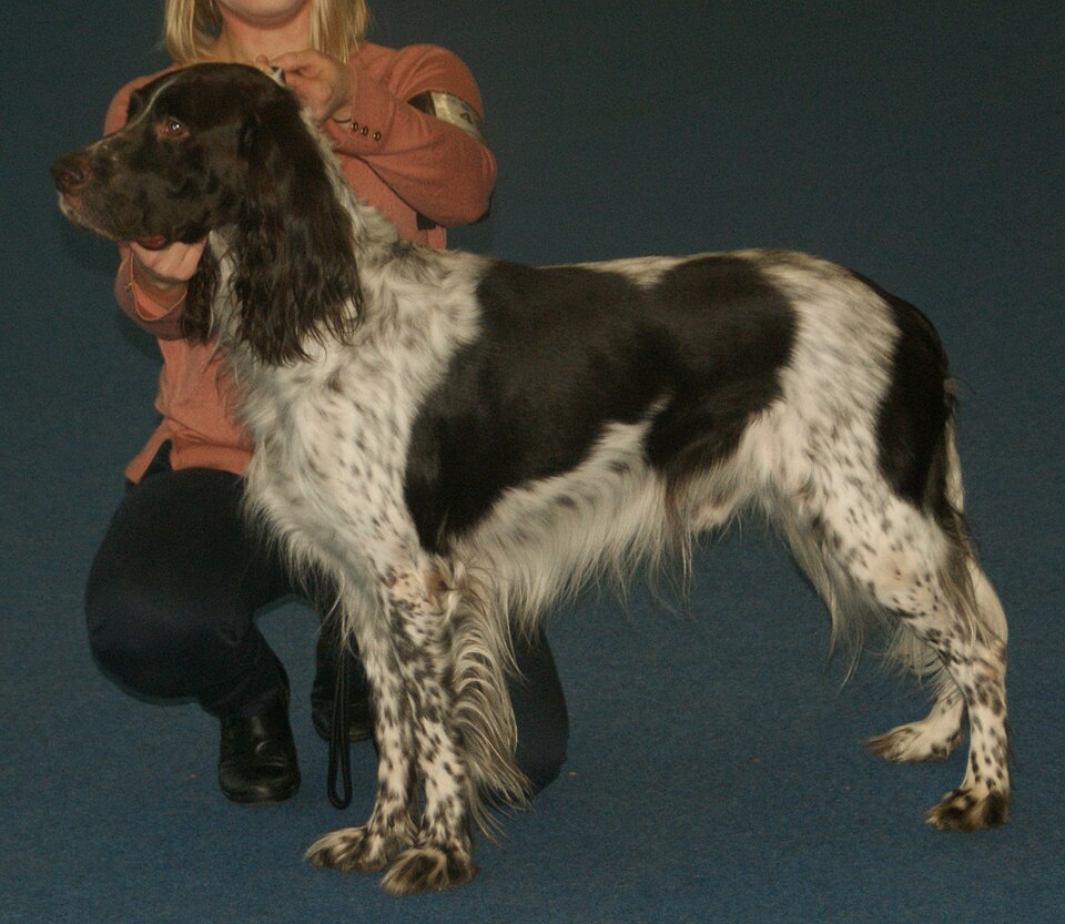 Epagneul français — photo de la race de chien originaire de France (4)
