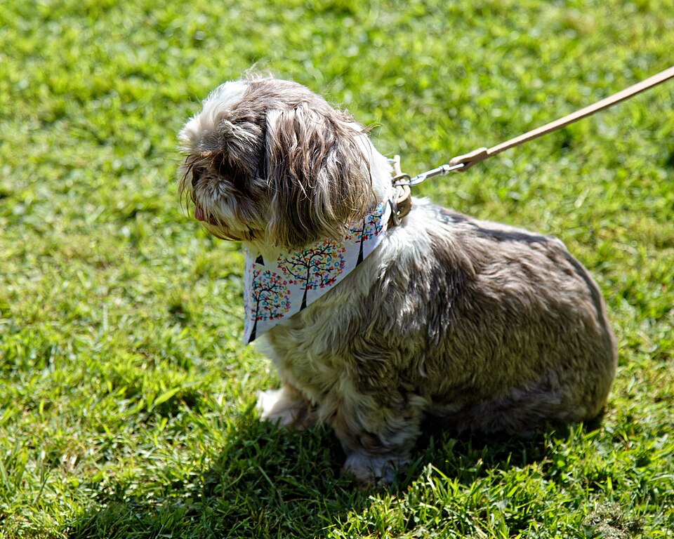 Shih Tzu — photo de la race de chien originaire de République populaire de Chine (5)