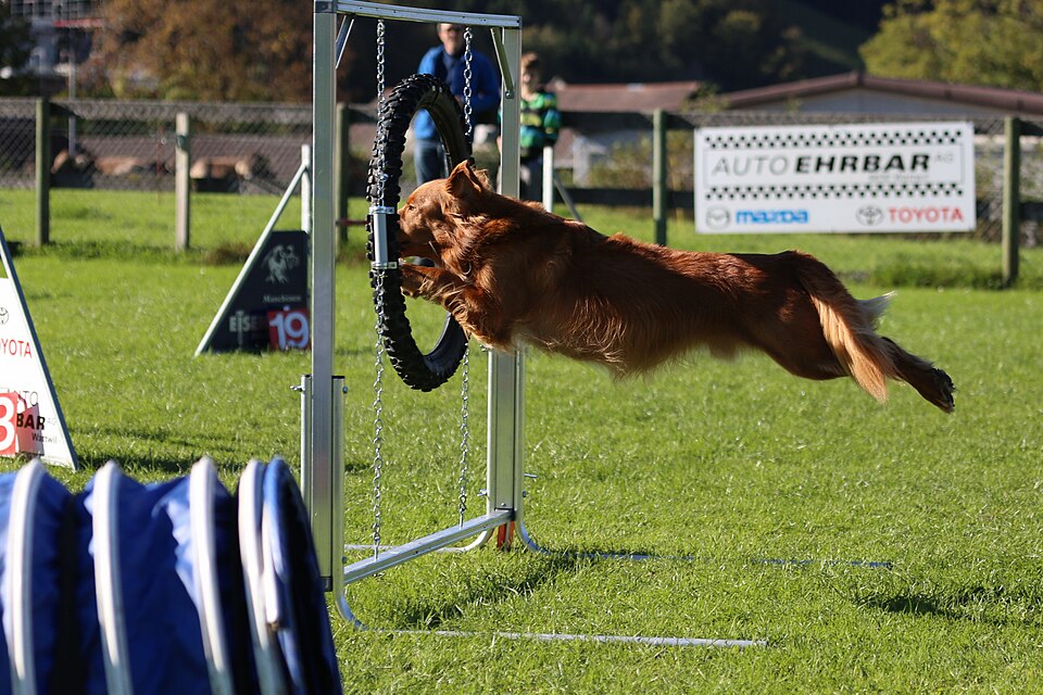 Retriever de la Nouvelle-Écosse — photo de la race de chien originaire de Canada (4)